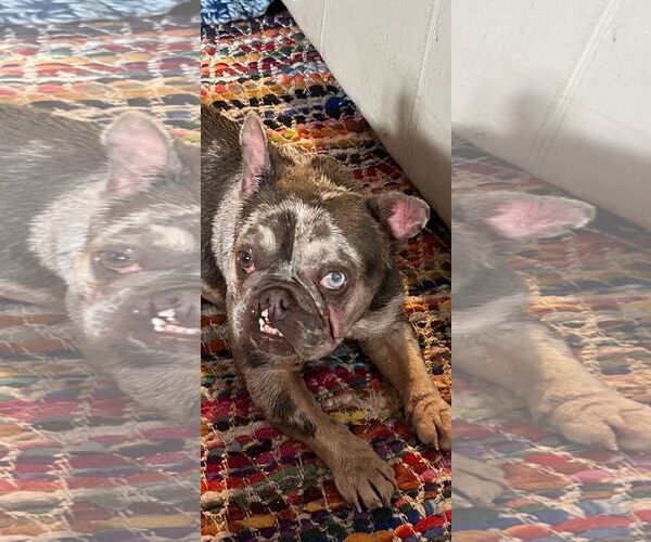 Medium Photo #18 French Bulldog-Unknown Mix Puppy For Sale in Corona, CA, USA