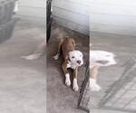 Small American Staffordshire Terrier Mix