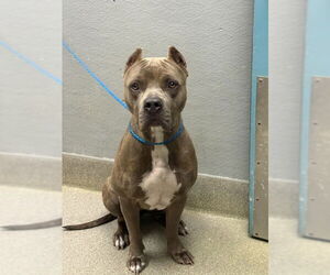 American Staffordshire Terrier-Unknown Mix Dogs for adoption in Las Vegas, NV, USA