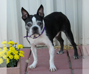 Boston Terrier-Unknown Mix Dogs for adoption in Cranston, RI, USA