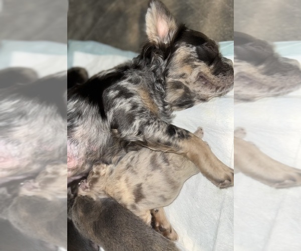 Medium Photo #8 French Bulldog Puppy For Sale in LEHIGH ACRES, FL, USA