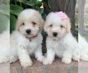 Maltipoo Puppy for sale in TEMECULA, CA, USA