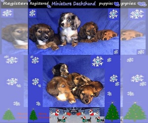 Dachshund Puppy for sale in GREENVILLE, TX, USA