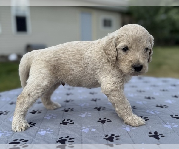 Medium Photo #5 Goldendoodle Puppy For Sale in HOWARD CITY, MI, USA