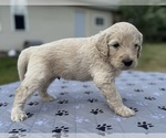 Small Photo #50 Goldendoodle Puppy For Sale in HOWARD CITY, MI, USA