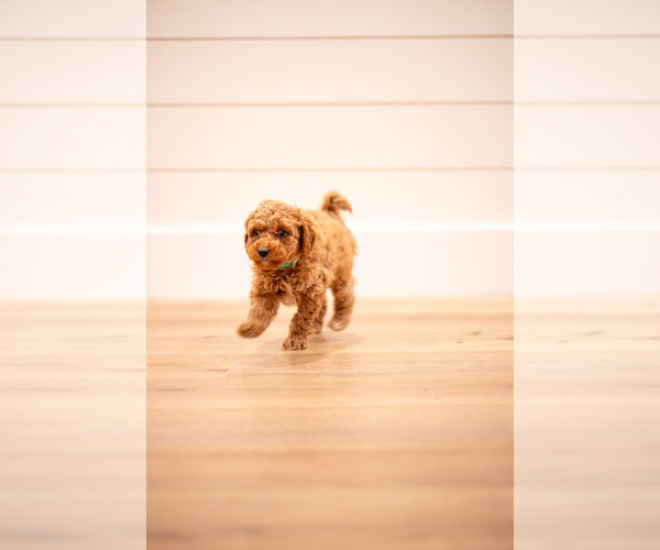 Medium Photo #15 Poodle (Miniature) Puppy For Sale in ASH GROVE, MO, USA