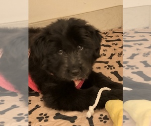 Bordoodle Puppy for sale in PROVO, UT, USA