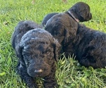 Small Photo #7 Goldendoodle Puppy For Sale in HUNTINGTON, WV, USA