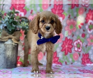 Cavapoo Puppy for sale in LANCASTER, PA, USA