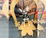 Small German Shepherd Dog