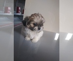 Small Photo #1 Zuchon Puppy For Sale in SHIPSHEWANA, IN, USA