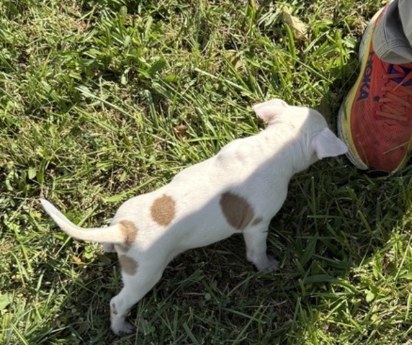 Medium Photo #5 Bull Terrier Puppy For Sale in RICHLAND, OR, USA
