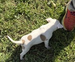 Small #4 Bull Terrier