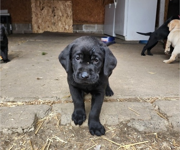 Medium Photo #1 Labrador Retriever Puppy For Sale in BARRON, WI, USA