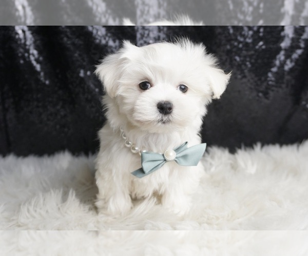 Medium Photo #13 Maltese Puppy For Sale in WARSAW, IN, USA