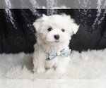 Small Photo #13 Maltese Puppy For Sale in WARSAW, IN, USA