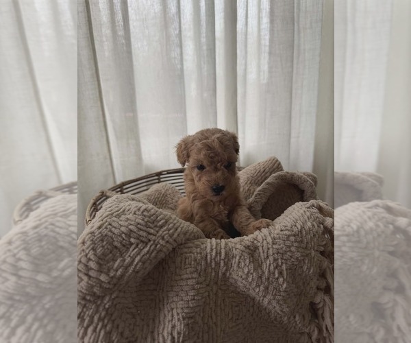 Medium Photo #1 Goldendoodle mix (+ Poodle Miniature) Puppy For Sale in NORTH LIBERTY, IN, USA