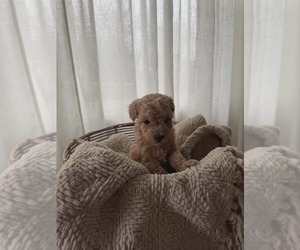 Medium Goldendoodle mix (+ Poodle Miniature)