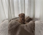 Puppy Female 2 Goldendoodle mix (+ Poodle Miniature)