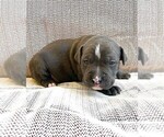 Small Photo #2 American Bully Puppy For Sale in BUFFALO, NY, USA