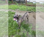 Small #14 Labrador Retriever-Treeing Walker Coonhound Mix