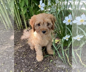 Cavapoo Puppy for sale in WATERLOO, NY, USA