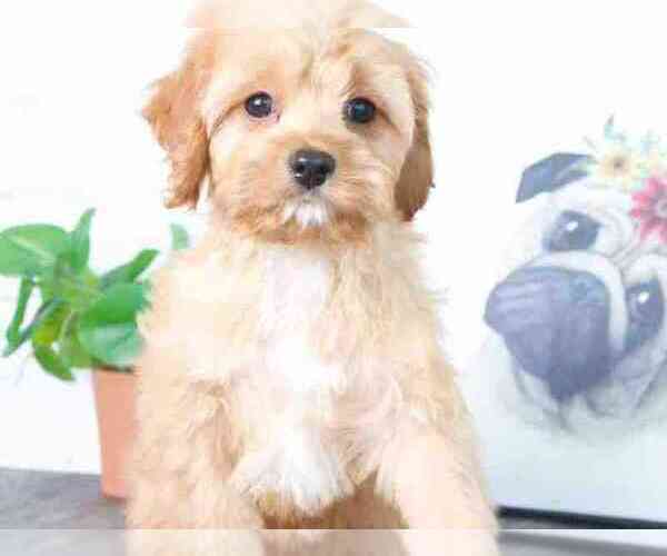 Medium Photo #2 Cavapoo Puppy For Sale in RED LION, PA, USA