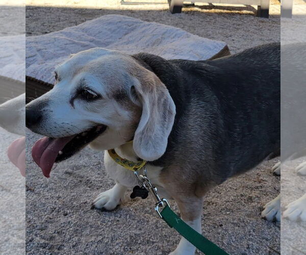 Medium Photo #5 Beagle Puppy For Sale in Las Vegas, NV, USA