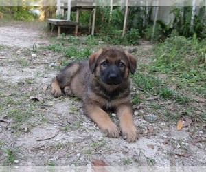 German Shepherd Dog Puppy for sale in LAKELAND, FL, USA