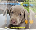 Small Photo #21 Labrador Retriever Puppy For Sale in HARLEM, GA, USA