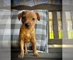 Small Photo #9 Miniature Pinscher Puppy For Sale in ACCIDENT, MD, USA