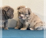Small Photo #9 English Bulldog Puppy For Sale in PHILADELPHIA, PA, USA