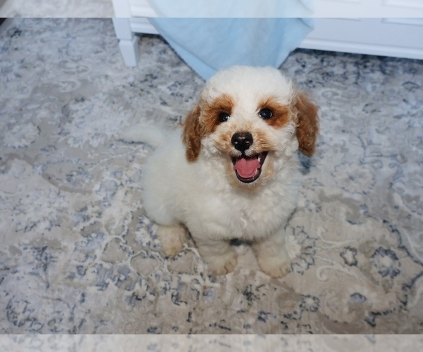 Medium Photo #5 Goldendoodle (Miniature) Puppy For Sale in GIRARD, KS, USA