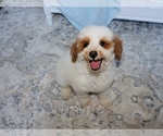 buddy - Male Goldendoodle (Miniature) Puppy for Sale - Photo #5