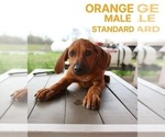 Puppy Orange Rhodesian Ridgeback