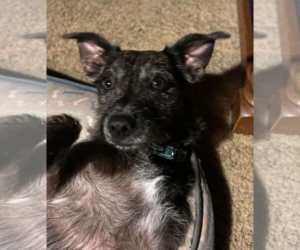 Medium Photo #5 Shih Tzu-Unknown Mix Puppy For Sale in Yuba City, CA, USA