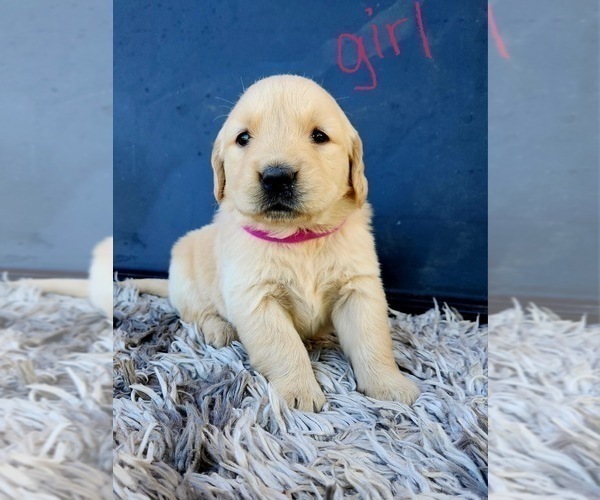 Medium Photo #19 Golden Retriever Puppy For Sale in OROVILLE, CA, USA