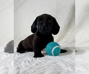 Dachshund Puppy for sale in GREENFIELD, IN, USA