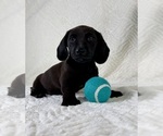 Image preview for Ad Listing. Nickname: Dax
