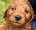 Puppy Puppy 10 Goldendoodle (Miniature)
