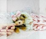 Small #21 Shih Tzu