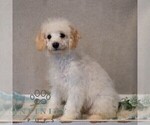 Small #2 Bichpoo