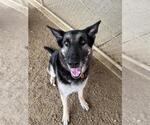 Small German Shepherd Dog Mix