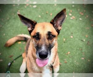 German Shepherd Dog Dogs for adoption in Orlando, FL, USA