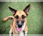 LUCY - Female German Shepherd Dog Dog for Adoption - Small photo