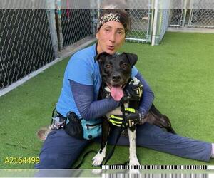 Labrador Retriever Dogs for adoption in West Palm Beach, FL, USA