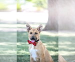 Small #2 Labrador Retriever Mix