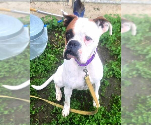 Medium Photo #1 Bulloxer Puppy For Sale in Sacramento, CA, USA