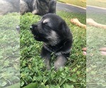 Small Photo #9 German Shepherd Dog Puppy For Sale in BLMGTN, IN, USA