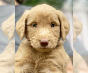 Goldendoodle-Schnoodle (Standard) Mix Puppy for sale in ROME, GA, USA